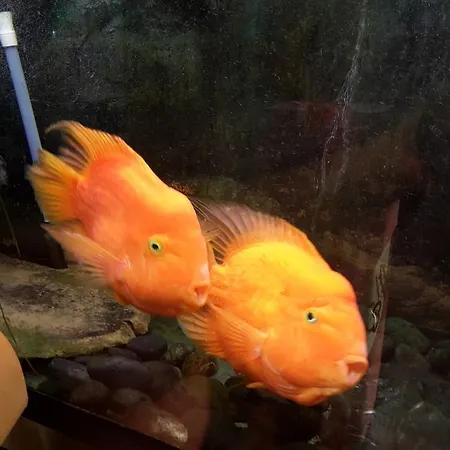 阿尔伯格索尼亚酒店 佛罗伦萨