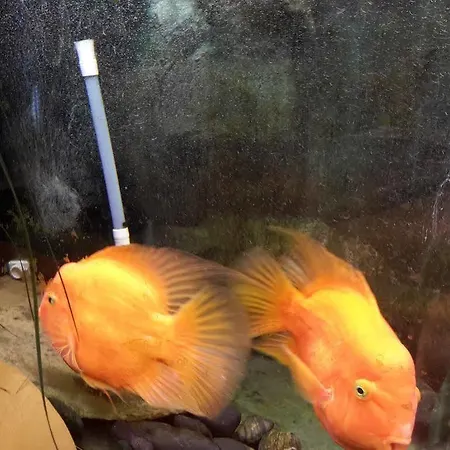 酒店 阿尔伯格索尼亚酒店